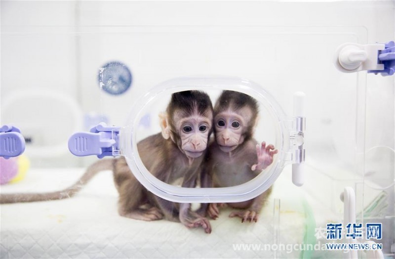 世界生命科学重大突破! 两只克隆猴在中国诞生